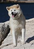 AKITA INU 313